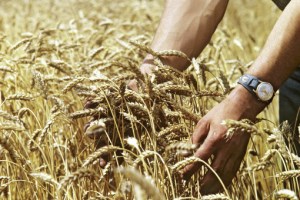 Украина может экспортировать рекордное количество зерна